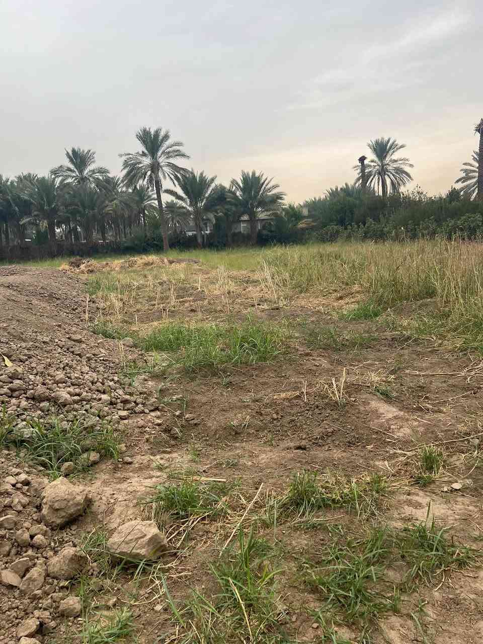 دونم كامل • سند ٢٥ • طابو زراعي