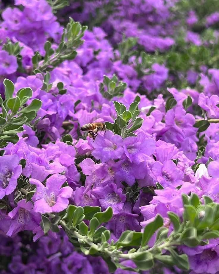 السلام عليكم متابعينا 🤍.
بمناسبة الموسم الربيعي نعلن عن توفر وجبة جديده من نبات حارس تكساس  💜🪻

بأرتفاع ٥٠ سم تقريباً ✨🩷
 السعر ٩ الف 💛

الوصف النباتي بالاسفل.
نبات حارس تكساس 
نبات ليكوفليوم
او يسمى حارس تكساس نبات شجيري كثيف أوراقه رمادية اللون وموطنه المكسيك وولاية تكساس. ويصل ارتفاعه إلى نحو 2.5 م وعرضه نحو ذلك. والأوراق ناعمة تعطي للنبات شكله المتماسك، وأحياناً تغطي الأزهار ذات الألوان البنفسجية و الوردية كامل النبات وهو ما يعطي للنبات لوناً فاتحاً بهيجاً في الربيع ورائحة مميزة في فصل الصيف.
ويحتاج نبات ليكوفليوم إلى ضوء الشمس المباشر ☀️☀️والحرارة الشديدة🥵🥵. أما في الظل فيكون نموه غير منتظم الشكل. والنبات شديد التحمل للجفاف🥵🥵 ويجود نموه في الترب جيدة الصرف والقلوية والرملية التي قد تكون فقيرة أو حصوية. والنبات يتحمل الصقيع🥶🥶، ويحتاج إلى الري المعتدل، أو الغزير أحياناً في فصل الصيف، مع مراعاة تجنب الري الغدق. ويكون التكاثر بالعقل. وعادة لا يصاب النبات بالآفات
وهذا النبات متأقلم مع الظروف الصحراوية، وأول ما أدخل إلى المناطق السكنية في الرياض كان في أوائل الثمانينيات من القرن الماضي  حيث لوحظ أيضاً إمكانية قصه على هيئة سياج وأشكال جمالية. ويصلح لأن يكون نباتاً مميزاً يعطي تبايناً في الألوان مع النباتات الأشد منه خضرة، ومتطلبات الرعاية منخفضة، لكن التقليم يجعل المجموع الخضري للنبات كثيفاً.
الموطن: البحر المتوسط , شبه الاستوائية , شبه البحرالمتوسط , معتدلة
الرطوبة: شبه قاحلة , قاحلة جداً
الإكثار: التعقيل , زراعة البذور و نقل الشتلات
الرعاية: منخفص
الظروف البيئية
البيئة الحضرية: مقاوم
الجفاف: مقاوم
البيئة الغدقة: حساس
الري: منخفض
درجة الملوحة: متوسطة < 3000 جزء بالمليون
تحمل الصقيع: -15 مْ
النمو: معدّل نمو اعتيادي
الإرتفاع: من 1.5 الى 2.5 م
التمدد: من 1.5 الى 2 م
طبيعة الأوراق: دائم الخضرة
ازهاره اللون: أرجواني
الحجم: من 2 الى 3 سم
موعد الإزهار: من مطلع مارس حتى نهاية يونيو
موقع الإستخدام :
الأماكن العامة المفتوحة , منطقة مشاة , تشجير الشوارع , الريف , حديقة صخرية , تشجير التلال , استقرار التلال , تشجير المتنزهات , حديقة السهوب , حديقة خاصة , حديقة معلقة ممتدة , زراعة بستان , سياج زهري , سياج منخفض الارتفاع , مزرعة صغيرة في وادي ,

📍 متوفر توصيل لجميع محافظات العراق 🚗🚗 
📍 للحجز والاستفسار يرجى مراسله الصفحه او مراسلتنا على واتساب من خلال الرقم ***********
