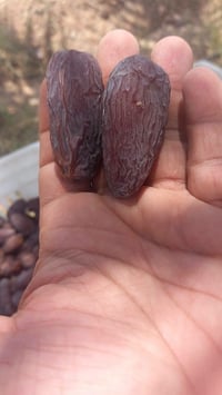فسائل نخيل • المجهول • سوق الشيوخ