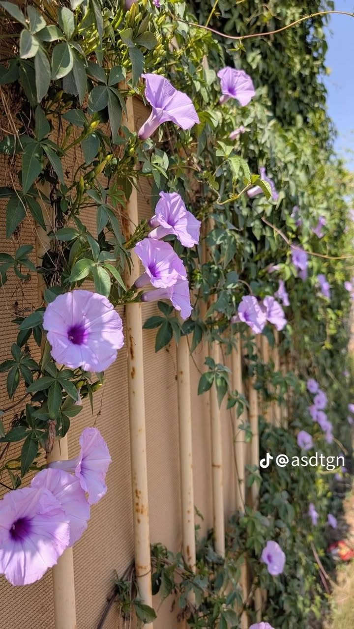 مشتل النور • ست الحسن • قريه 10