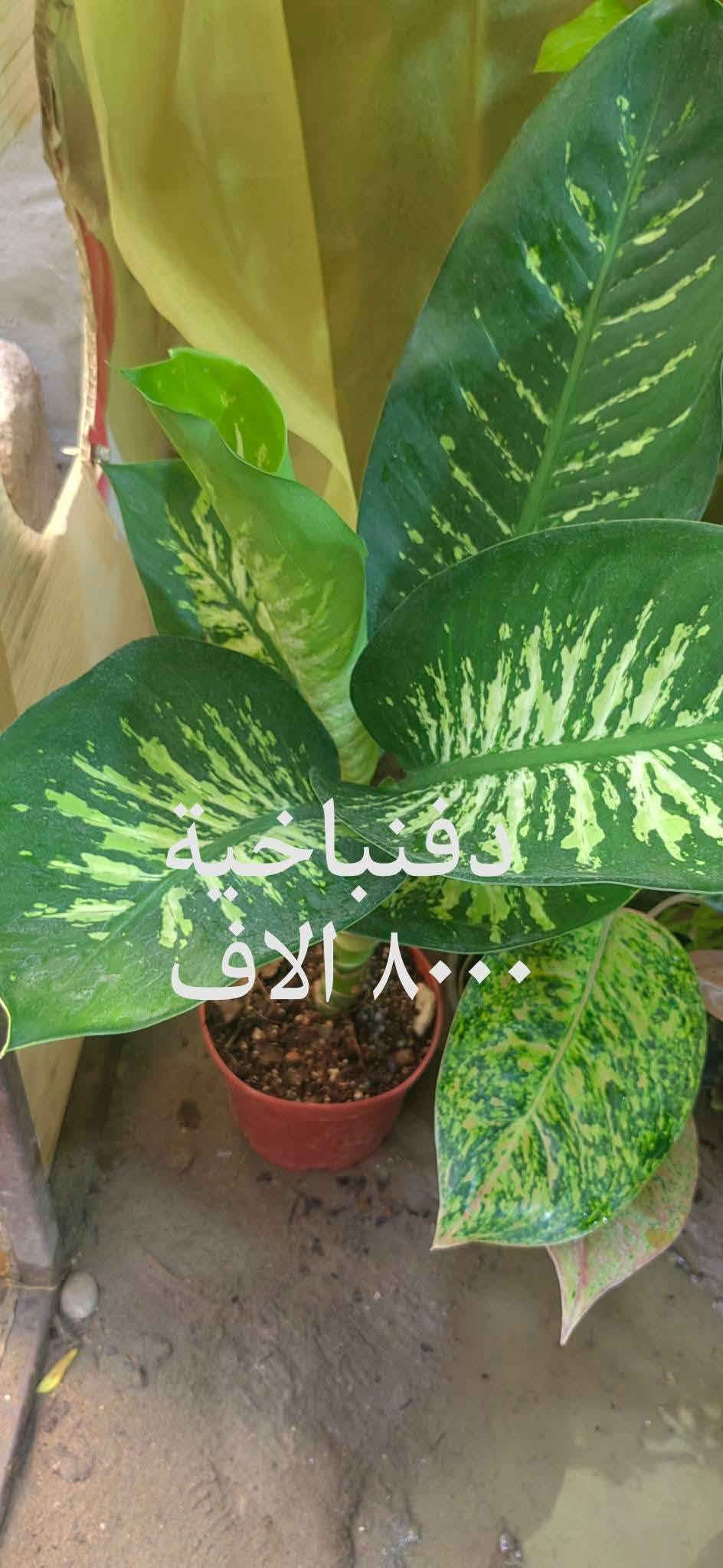 📍 زورونا في مشتل ومنحل كاردينيا
الموقع ديالى بعقوبه التحرير مقابل بيت كمبش والفرع الثاني بكاطون الرحمه للاستفسار الاتصال على الرقم ***********

نص مكتوب في الصور:
- بلاب متدلي
- ٦,٠٠٠ الاف
- سجاد الف دينار
- شمدوريا ١٢٠٠٠ الف
- كلونيما ٨٠٠٠ الاف
- مطاط ٧٠٠٠ الاف
- زنبق السلام
- ٨٠٠٠ الاف
- دفنباخية ٨٠٠٠ الاف
- بلاب عمودي ٩٠٠٠ الاف
- دفنباخية ٨٠٠٠ الاف مشتل ومنحل كاردنيا صورة منذ 54 د كل الهلة هاي اسعارنا الجديدة مشتل ومنحل كاردنيا بعقوبة التحرير مقابل بيت كمبش والثاني كاطون الرحمة مراسلة مشتل ومنح...