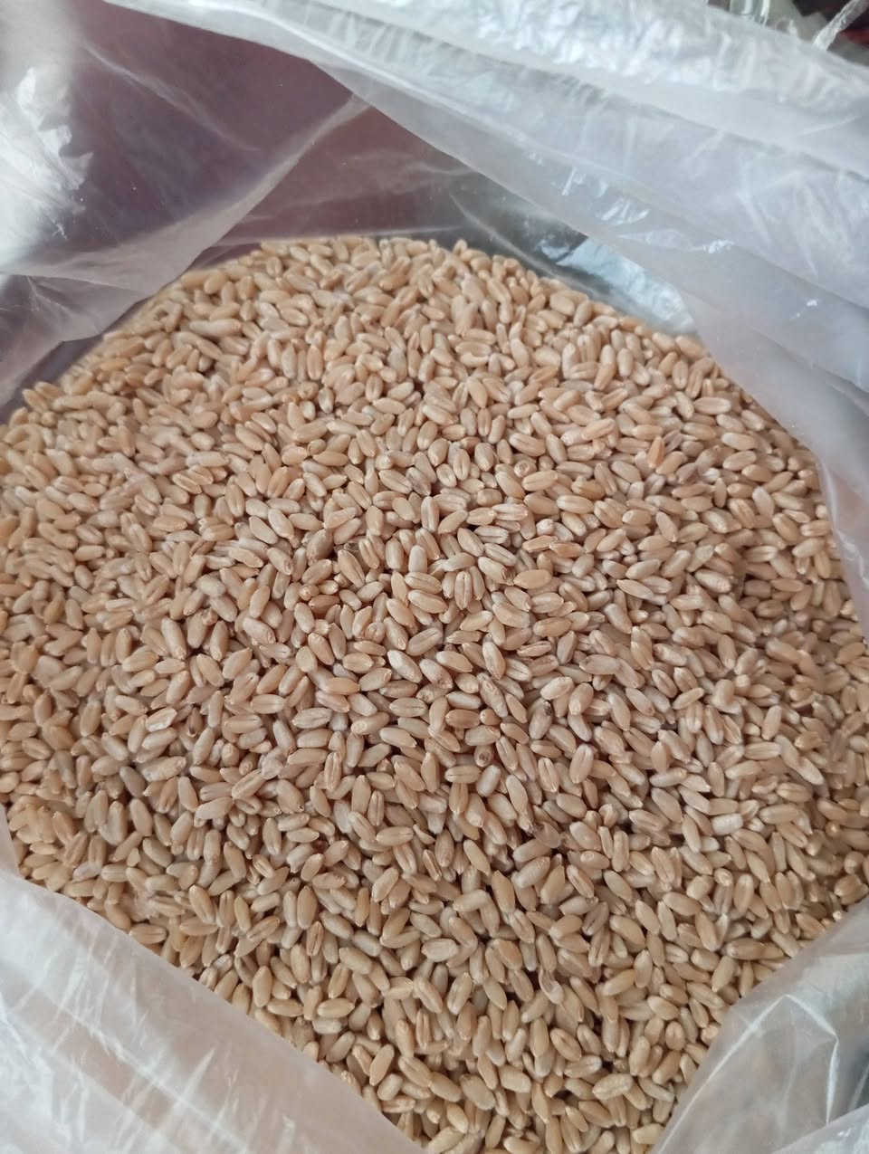 شيراو • بنت الجيس • كركوك ليلان