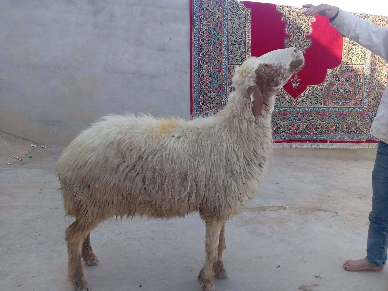 نعجه • سنه نضيف • موصل الأيمن