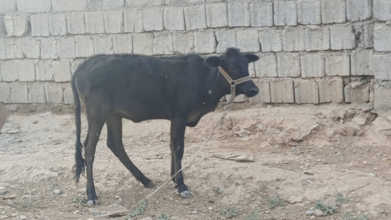 حوليه • ناصحة • ٥ أشهر