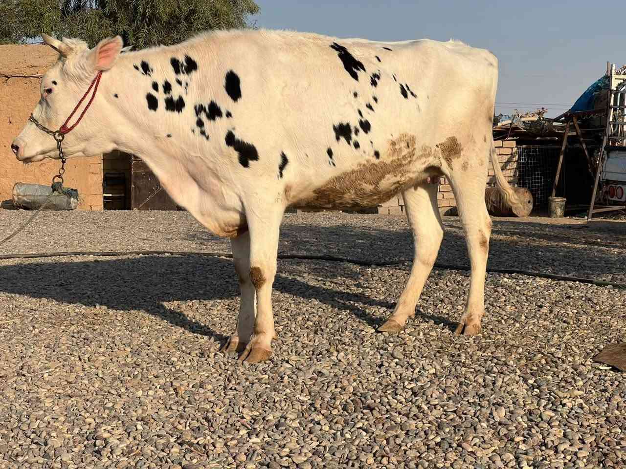 اللهم صلي وسلم وبارك على سيدنا محمد وعلى محمد 🌺
بجر فرنسه ثاني بطن عشار 8 اشهر كفاله فحص بيطري خشانه 9 بلوكات دابه عملاقه ملقه لقاح سمتال انطيها شرط الحليب والدسامه مكفله على كل عيب كافت شروط الجني بعد الولاد بسبوع للاستفسار الاتصال على الرقم 
***********
ملاحضه يرهم مراوس بحلال 
العنوان الشرقاط قرية سديره سفلى

