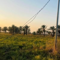 سند طابو ٢٥ • ٣٠ دونم • طريق كربلاء نجف