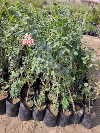 مشتل نوروز • نباتات • ياس عراقي