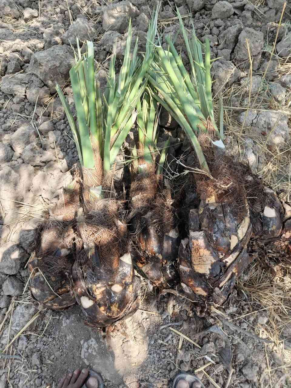 فسائل مجهول احجام خير من الله سعر الفسيله 125// ***********//***********
