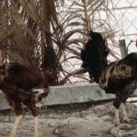 ديوكه عرب • شرط نصاحه • خوش حلال