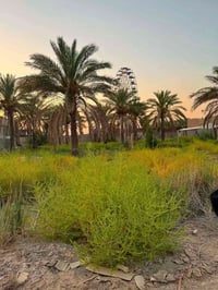 بابل • ١٠٠٠م • طابو زراعي