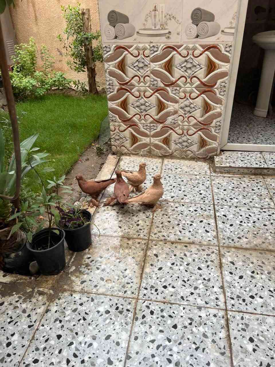 قفص طيور • بابل المركز • للبيع