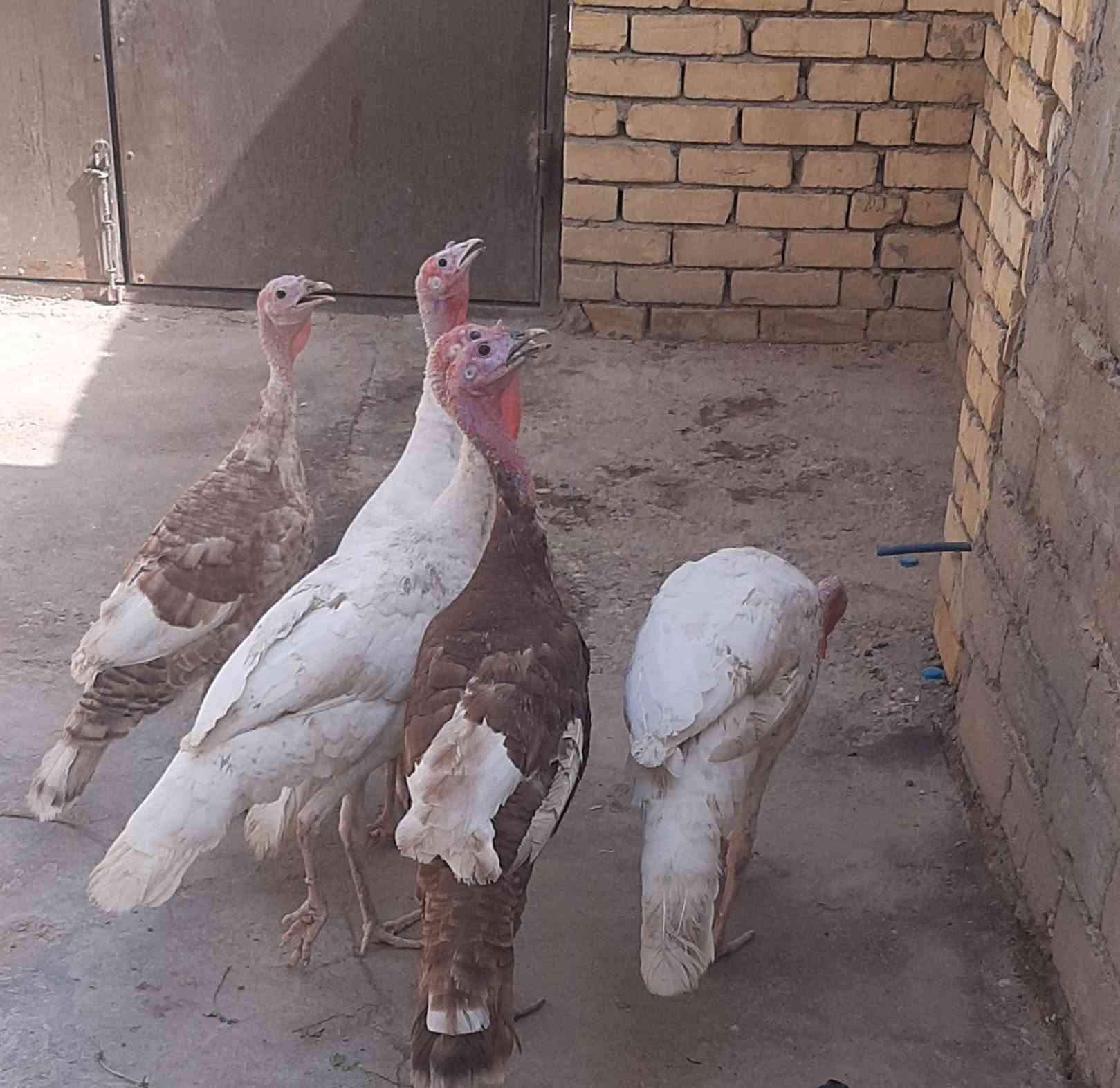 فسيفسات • ألوانهن • اناث 2 ذكور 3