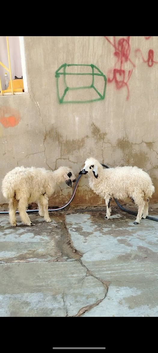 فطايم • ٢ قطع • حديثة حقلانية