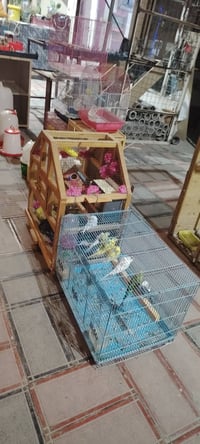 طيور الحب • اعلاف درجه اولى • اقفاص