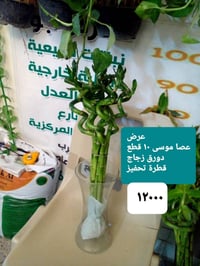 عرض نباتات داخلية مع كيس بتموس ب 25.000 كريتون ..دفنباخية ..جلونيميا ....