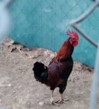 ديوكة عرب • خشنات • عدد ٢