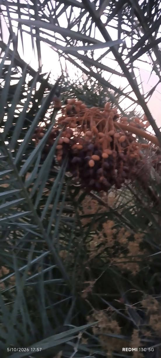 فسائل سلطاني • شتلات • ٣٠