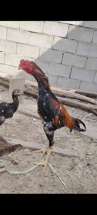 ديج هراتي • حي العسكري • للبيع