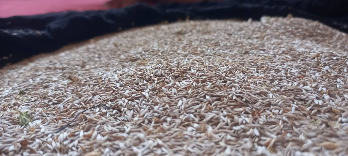 اللهم صل على محمد وآل محمد 
بذور خس  سريديب أفضل بذور  
الاتصال على الرقم ***********
او مراسله ماسنجر واتساب 
عنوان قضاء الرفاعي وبالخدمه
