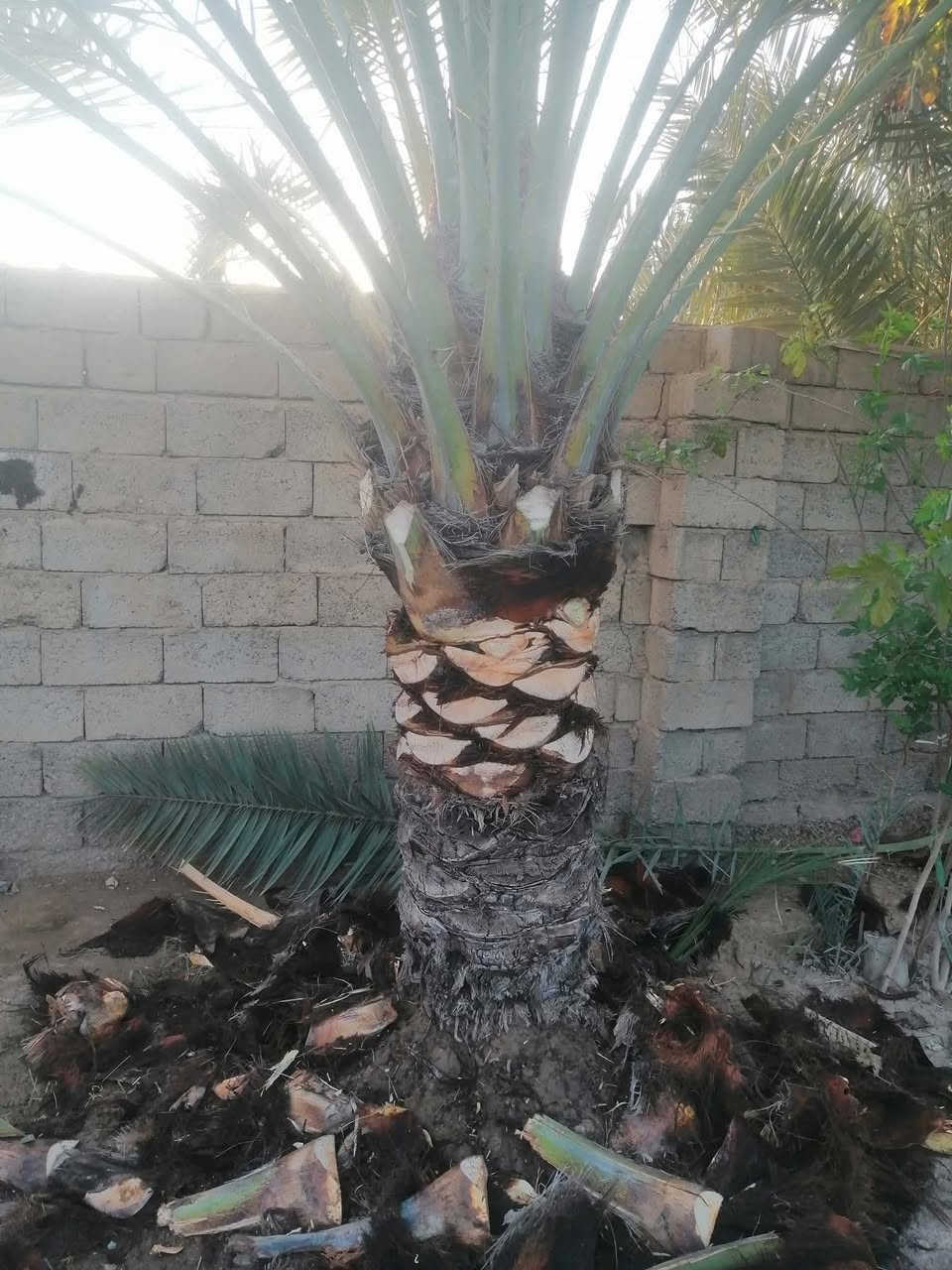 *********** افراخ نخل للبيع تكريب قص نخل ***********
