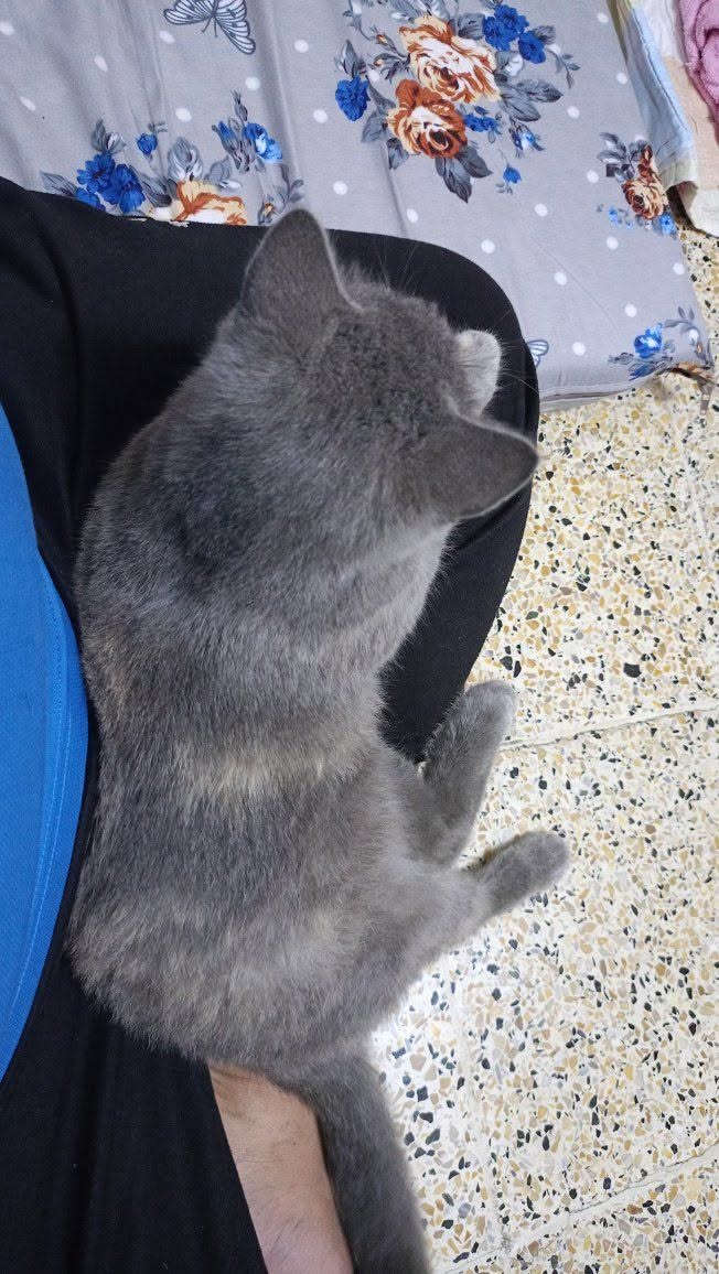 بزونه • للبيع