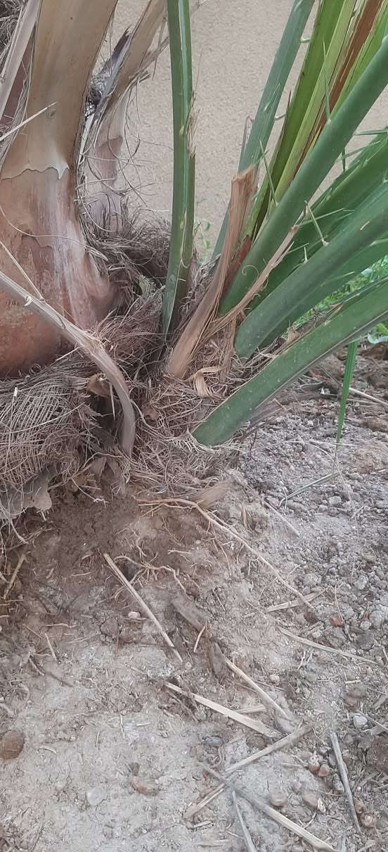 تتوفر فسائل برحي عدد ٤ اثنين كبار واثنين وسط الاماية نسيجي بس رطبها برحي 100% الي يريدهن يتواصل  على الرقم
***********
