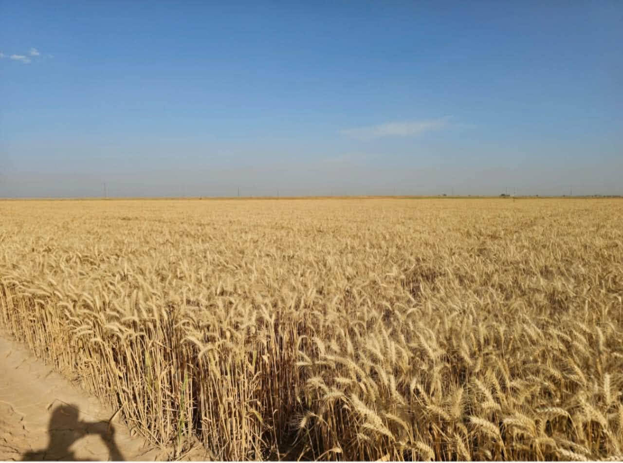 عربية بنت المغلف • درجة أولى • مكيس وموزن