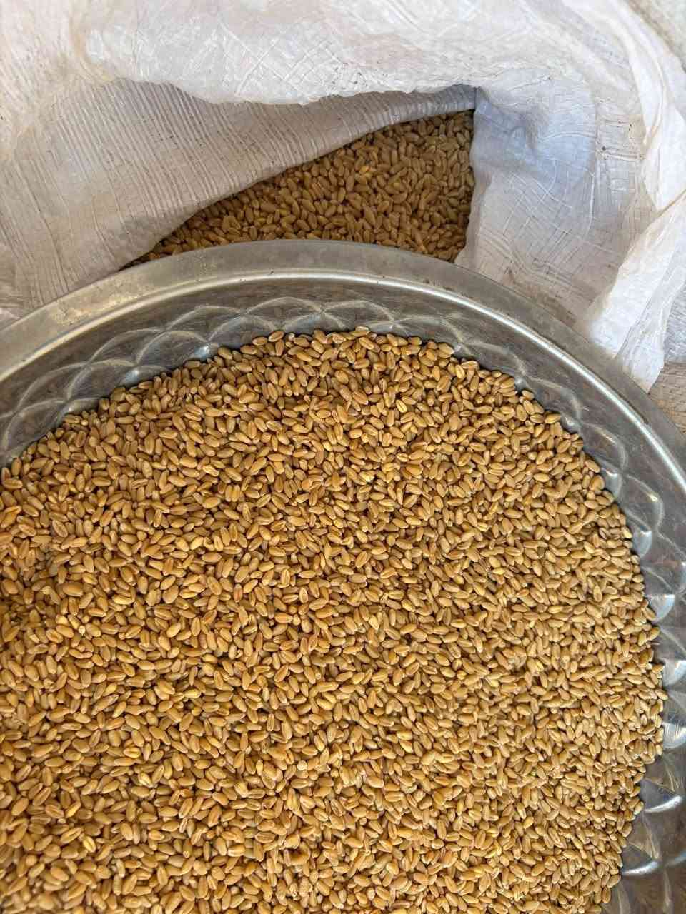 قمح ألبا • دونم • بيع جملة