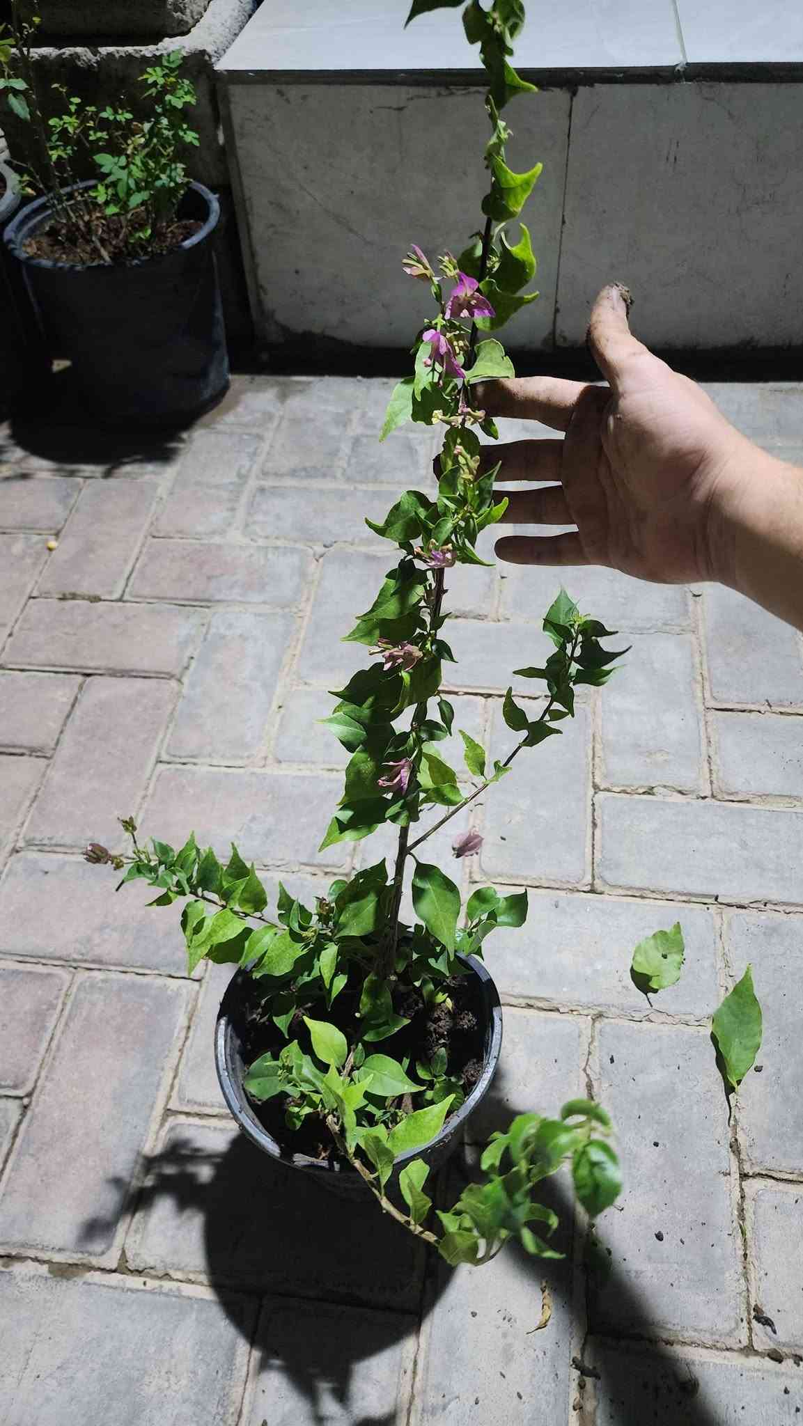 نباتات زينة • جور كردي • جور هولندي