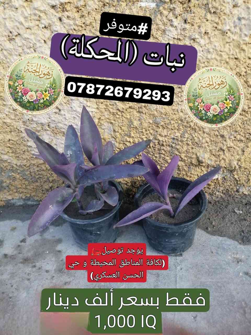 تتوفر مجموعة من النباتات الجميلة عند مشتل زهور الجنة، شوفو الجمال😍.
‏
‏*********** واتساب :يتوفر توصيل لمنطقة حي الحسن العسكري و المناطق المجاورة لها.
‏
‏عنوانة: بغداد - التاجي - حي الحسن العسكري - دور الضباط - شارع عصام الحلاق و أبو حسن الجبوري.
‏
‏يا أهلاً و سهلاً تنورونة بجيتكم❤️🙏🏻.
‏

نص مكتوب في الصور:
- متوفر#
- نبات (دمعة الطفل)
- ***********
- يوجد توصيل 🚗
- (لكافة المناطق المحيطة و حي
- الحسن العسكري)
- فقط بسعر ألف دينار
- 1,000 IQ
- متوفر #
- نبات (عين البزون)
- #متوفر نبات (المحكلة) *********** يوجد توصيل (لكافة المناطق المحيطة و حي الحسن العسكري) فقط بسعر ألف دينار 1,000 IQ
- #متوفر نبات (دم العاشق) فقط بسعر ألف دينار 1,000 IQ
- متوفر نبات (السجاد) *********** يوجد توصيل (لكافة المناطق المحيطة و حي الحسن العسكري) فقط بسعر ألف دينار 1,000 IQD
- متوفر
- نبات (دم العاشق [الكويتي])
- يوجد توصيل (لكافة المناطق المحيطة و حي الحسن العسكري)
- 1,000 IQD
- مشتل زهور الجنة
- Zuhour Al-Janna
- نبات (ورد الصباح) [لون أزبري]
- #متوفر
- نبات (بتونيا الصحراء)
- [تزهير لون بنفسجي]