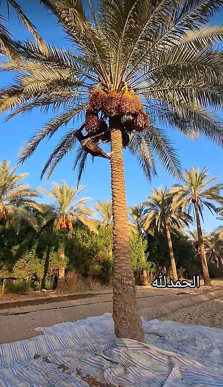 قص نخيل • تشذيب نخلة • خدمات بستانية