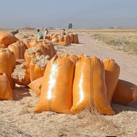 تبن • درجة أولى • ناعمة