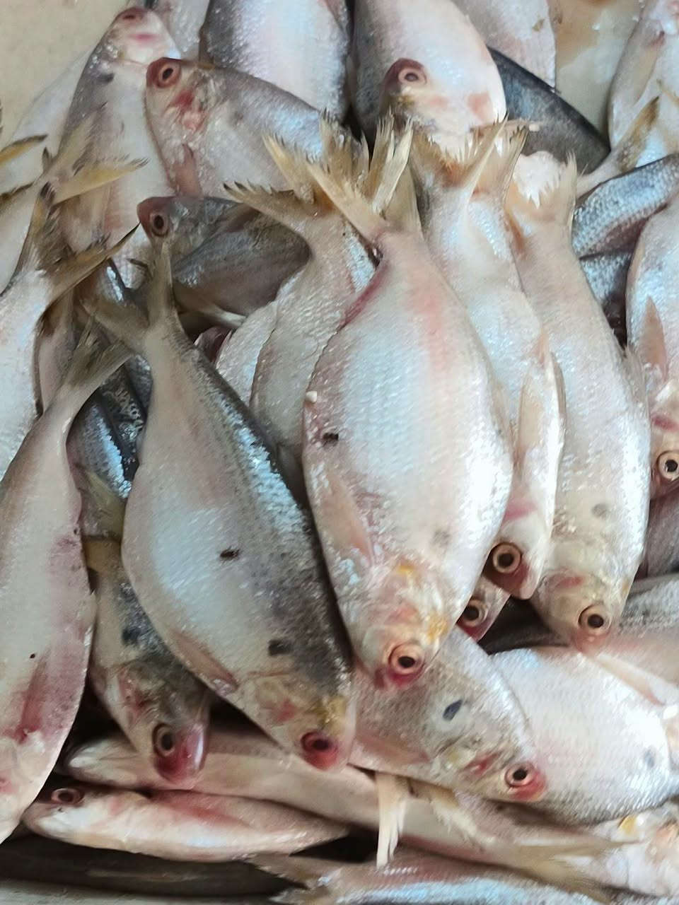سمك • دجاج • سومر