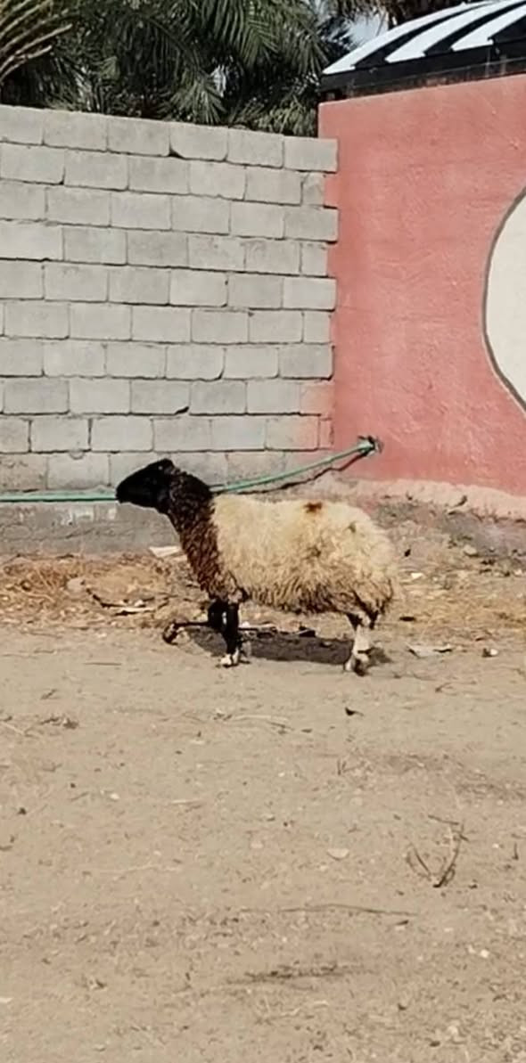 نعجة • ٣ أشهر • بغداد التاجي