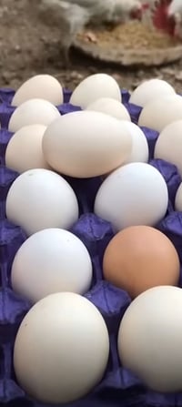 طبقة بيض • عرب • شهربان