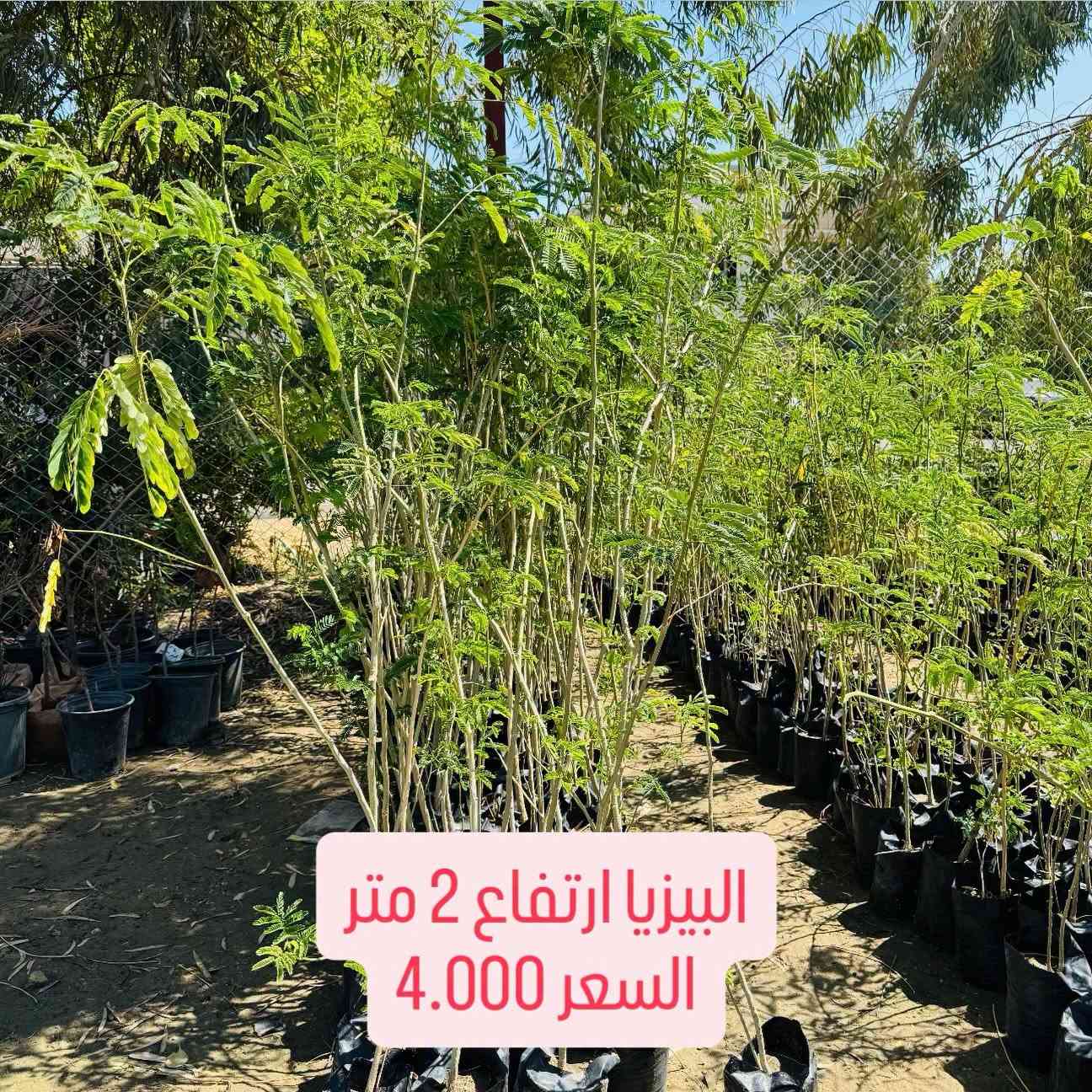 ⁨ ⁨ 🌳🌱 مشتل سما الربيع يطلق حملة مدعومة الأسعار لتشجير مدينتنا 🌱🌳

انطلاقاً من أهمية زيادة المساحات الخضراء وتشجيع أهل مدينتنا على الزراعة والتشجير، يطلق مشتل سما الربيع حملة بأسعار مدعومة ومخفضة على مجموعة من الأشجار والنباتات الخارجية، حتى نخلي الزراعة بمتناول الجميع 💚

قال رسول الله ﷺ:
«ما من مسلمٍ يغرس غرسًا، أو يزرع زرعًا، فيأكل منه طيرٌ أو إنسانٌ أو بهيمةٌ، إلا كان له به صدقة» 🌱

🌳 الأسعار تبدأ من 1,000 دينار فقط:

🌿 ألبيزيا ارتفاع 80 سم تقريباً — 1,000 د.ع فقط
🌿 ألبيزيا ارتفاع 1 متر — 2,000 د.ع أو 3 بـ5,000
🌿 ألبيزيا ارتفاع 1.5 متر — 3,000 د.ع أو 4 بـ10,000
🌳 ألبيزيا ارتفاع 2 متر — 4,000 د.ع
🌸 دفلة وردي / أبيض / أصفر — 3,000 د.ع
🌺 ختم السحل ارتفاع 120 سم — 2,500 د.ع
🌿 أكاسيا أفريقي — 3,500 د.ع
🌿 أكاسيا مصري حمراء — 3,500 د.ع
🌱 كابرس ارتفاع 1 متر — 3,000 د.ع أو قطعتين بـ5,000

💚 هدفنا مو بس نبيع نبتة… هدفنا نشوف مدينتنا أكثر خضرة وجمالاً.
ازرع أمام بيتك، بحديقتك، بمزرعتك أو بأي مساحة مناسبة، وخلي لكل واحد من عدنا مساهمة صغيرة بتشجير مدينتنا. 🌳

🔥 الأسعار مدعومة ضمن الحملة والكميات محدودة، سارع قبل نفاذ الكمية.
📞 ***********
📍 مشتل سما الربيع
الأنبار – الفلوجة – شارع 40 – فرع مرطبات البطريق أو مخبز الحجي
🚚 التوصيل متوفر لجميع محافظات العراق

#مشتل_سما_الربيع #حملة_تشجير #أشجار #نباتات #اشجار⁩

نص مكتوب في الصور:
- البيزيا ارتفاع 80 سم تقريبا
- السعر 1.000
- البيزيا ارتفاع 1 متر
- السعر 2.000 او كل 3 قطع بـ 5.000
- البیزیا ارتفاع 1 متر ونصف السعر 3.000 او كل 4 قطع ب10.000
- البيزيا ارتفاع 2 متر
- السعر 4.000
- دفلة لون وردي وابيض واصفر
- السعر 3.000