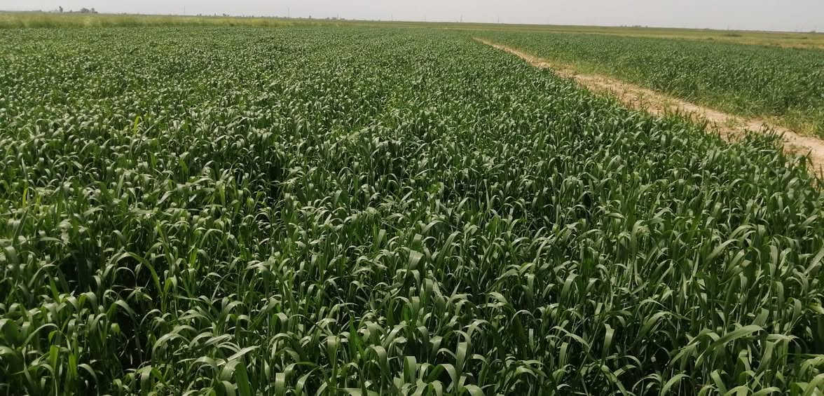 حنطة عربية (بيزنطيه) بنت المغلف.. سعر الطن 600
***********
مكيسه وبيها اقراص
قرية بابوجان
