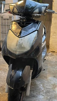 سكنس فحل • ياباني • مكفول