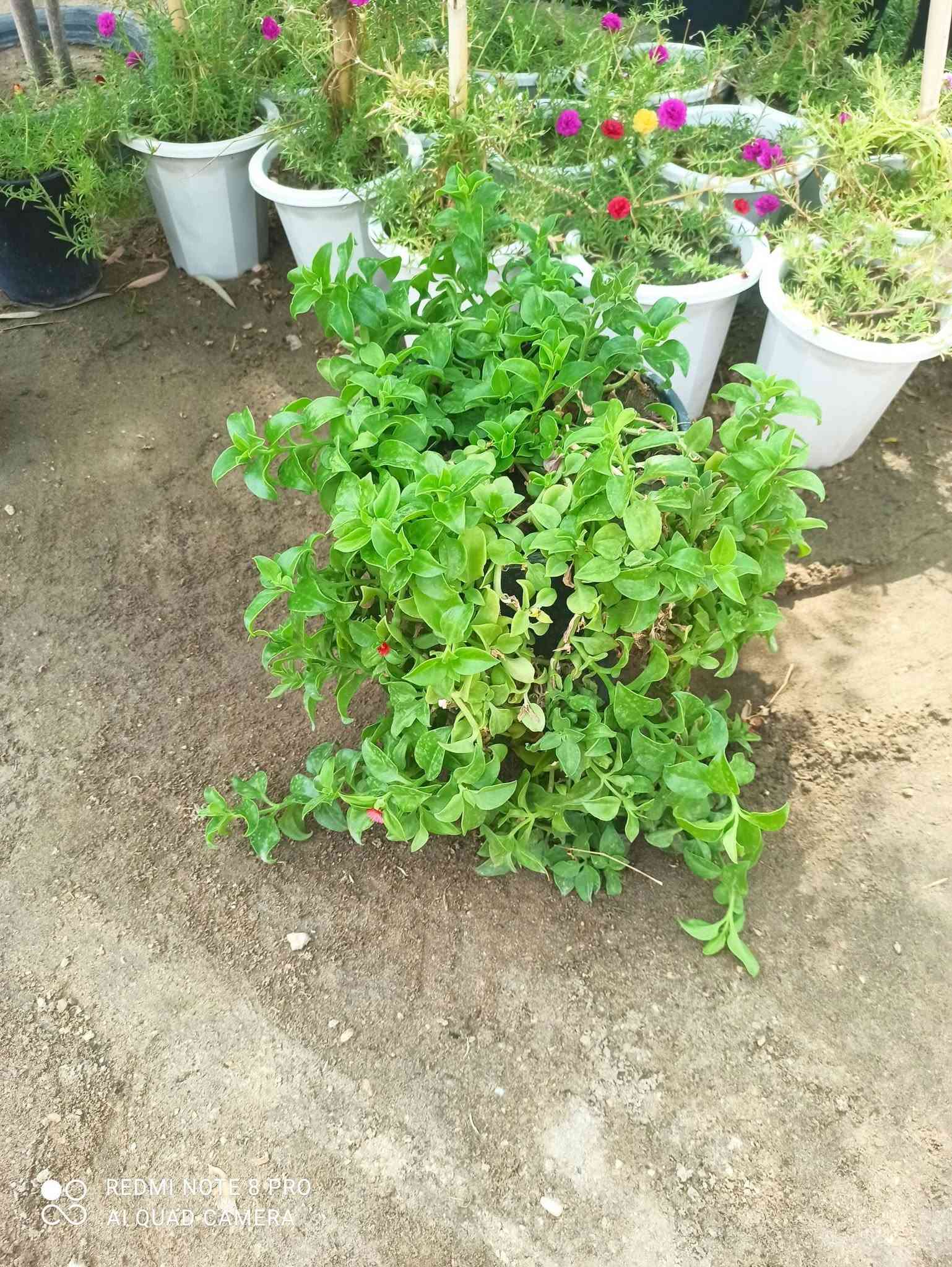 نباتات جارجيه • كربلاء • توصيل داخل كربلاء