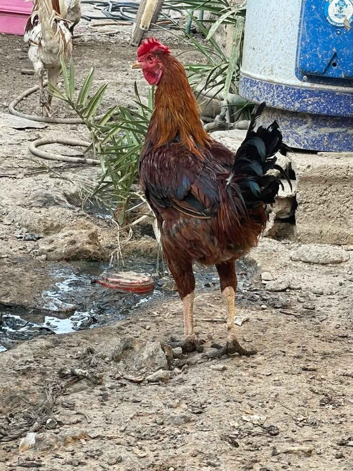 ديج عرب عدد 3 لبيع ***********
