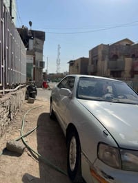 كراون بطه • مراوس • البصرة