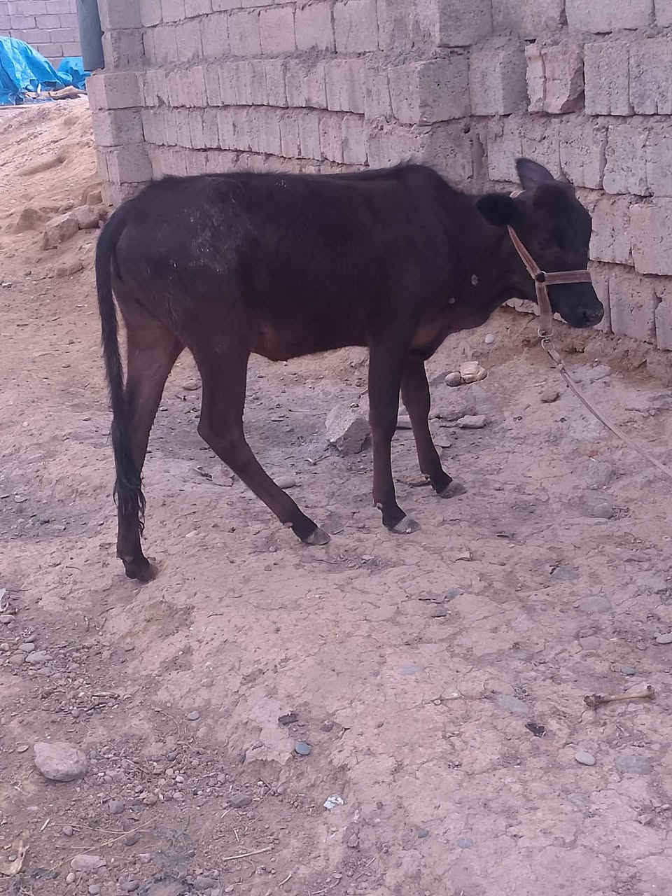 حوليه • للبيع • قابلة تفاوض