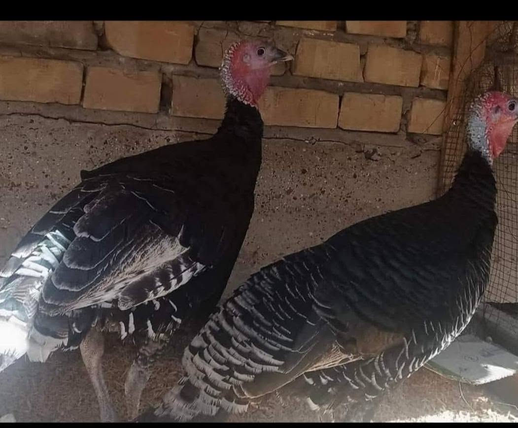 ديوكة فسيفس • ٧ كيلو • نثاية ٤ ونص