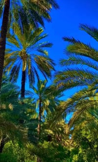 الصويرة واسط • ٨٢كم • مثمرة