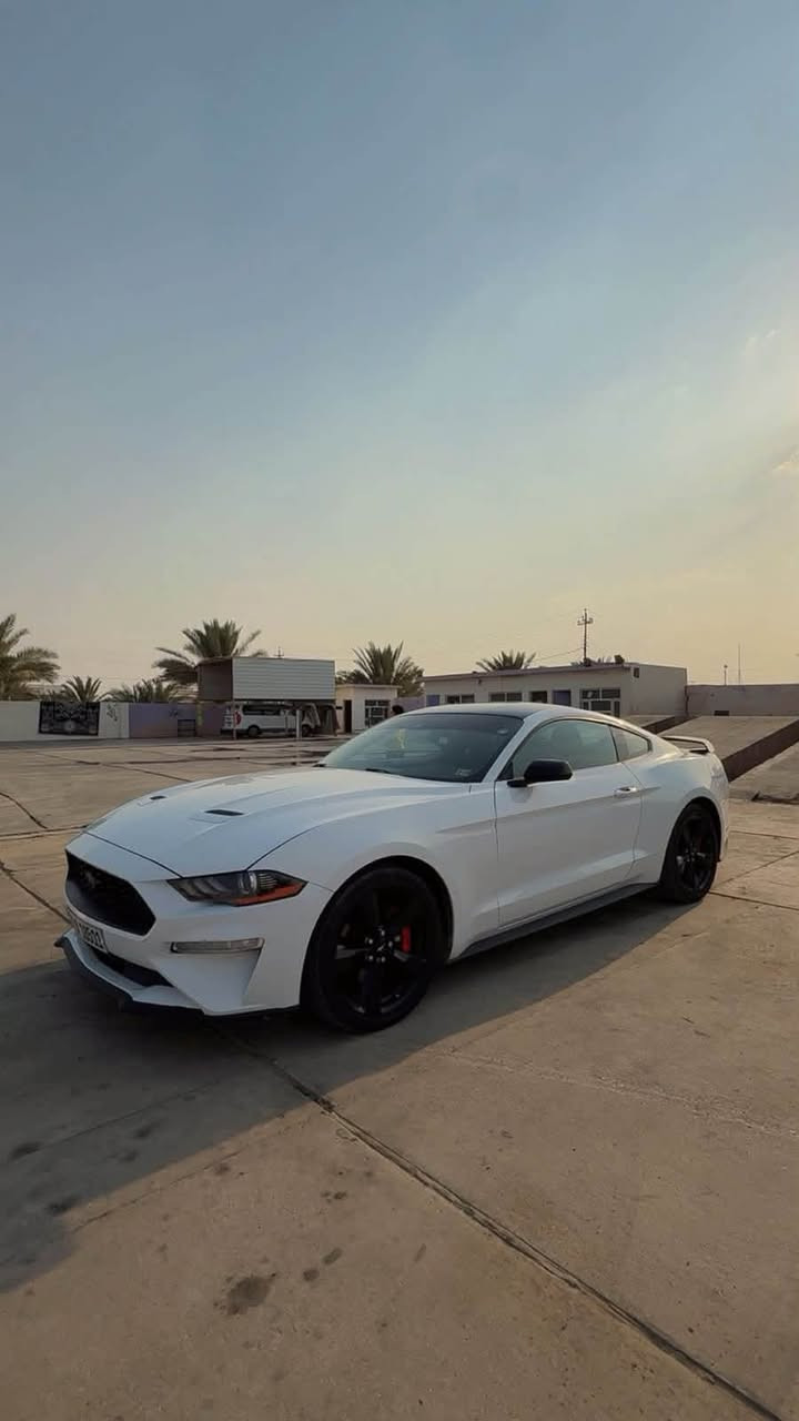 موستنك 2023 ايكو بوست بلاك ادشن وارد امريكي ضرر خفيف جاملغ خلفي باقي السيارع على وضع الشركه محرك كير كلها مكفوله ماشيه 39 الف ميل سعر 200 وبيها مجال/ ***********
