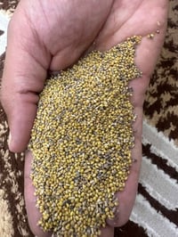 بذور برسيم • عراقي • للبيع
