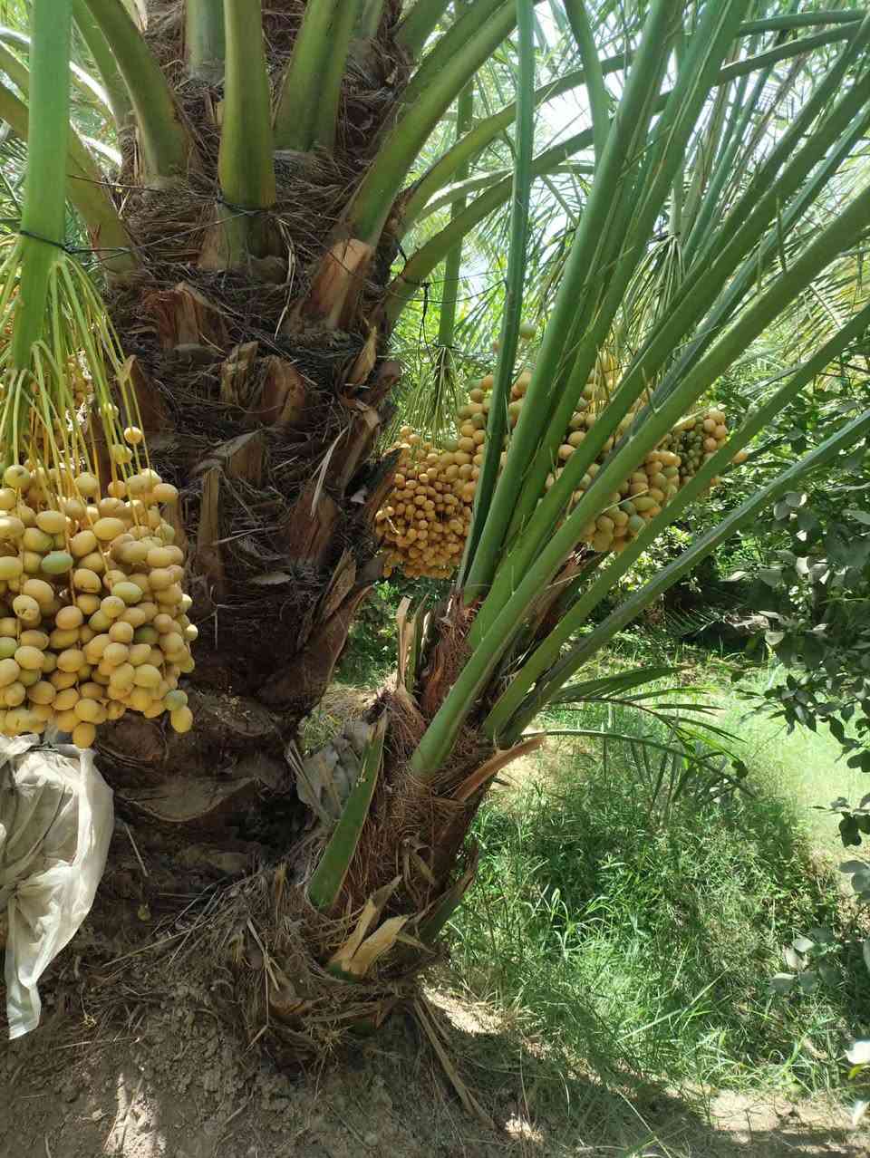 ياالله السلام عليكم
تتوفر فسائل برحي حر للبيع 
اليرقب بشراء عنوان واسط الصويره 
***********///***********
