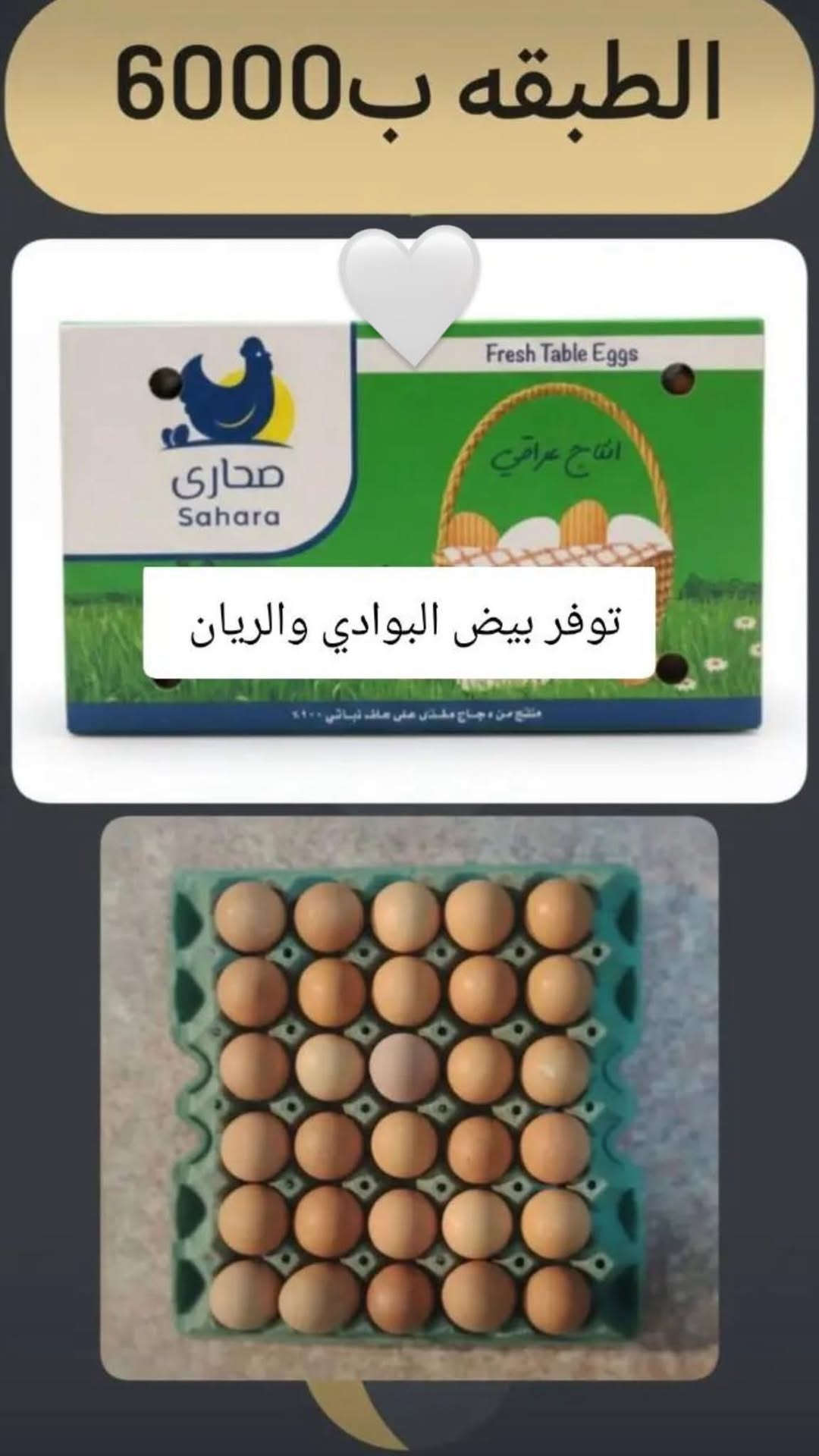 بيض البوادي • بيض الريان • متوفر