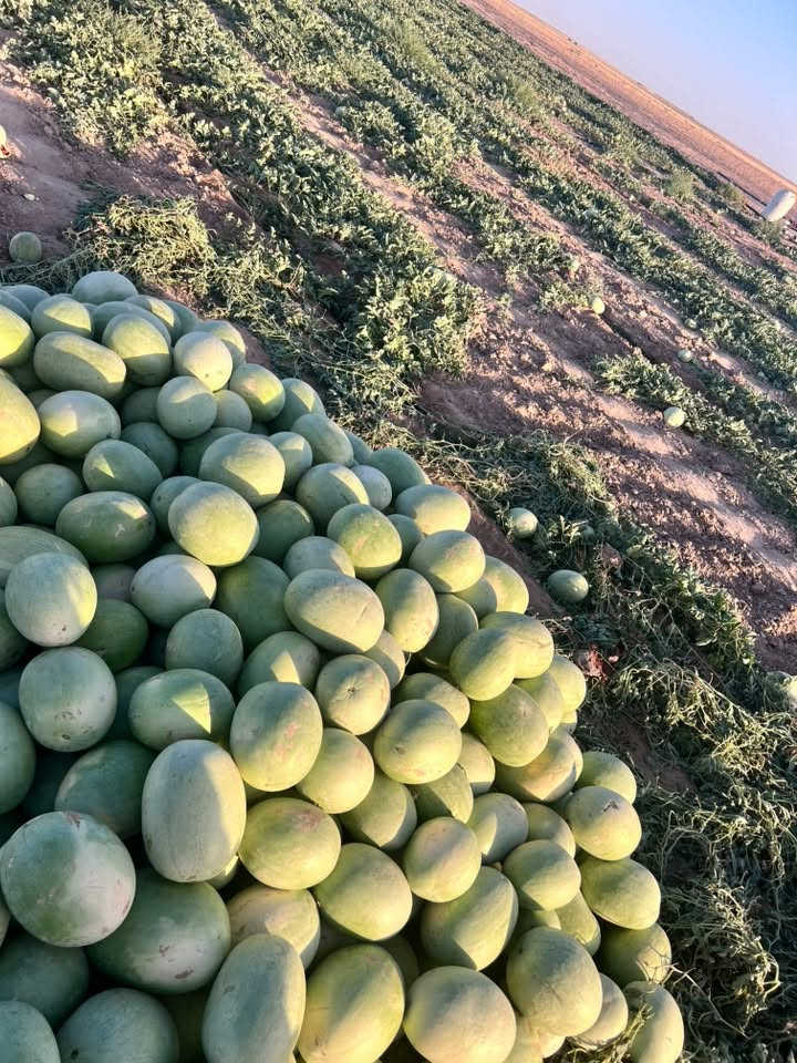 السلام عليكم. ركي البو علي. شرط احمر وشكر. جمله مفرد  الاتصال ع الرقام ***********   ***********
