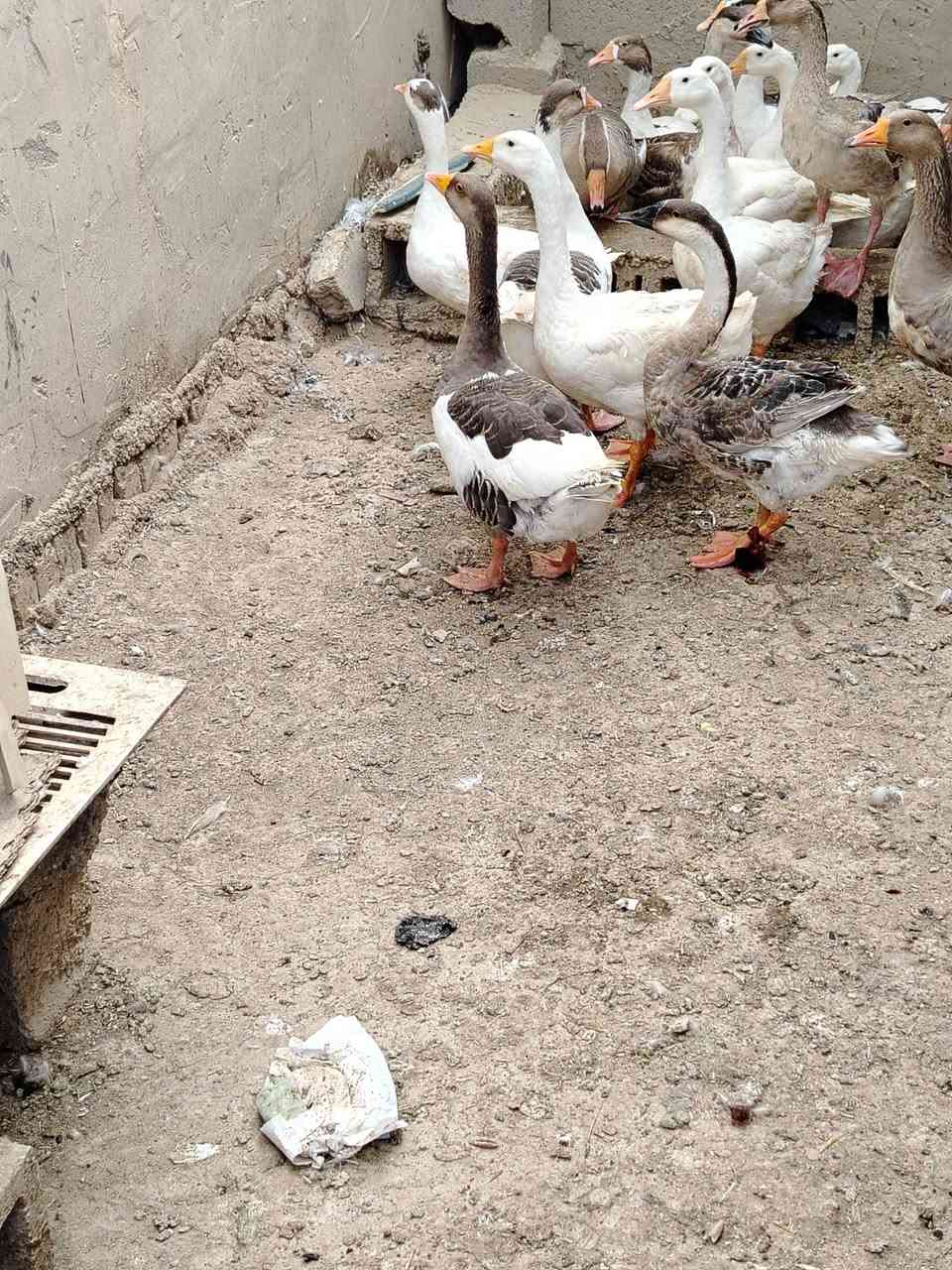 ابطوط • نثيه وفحل • ١٠ قطع